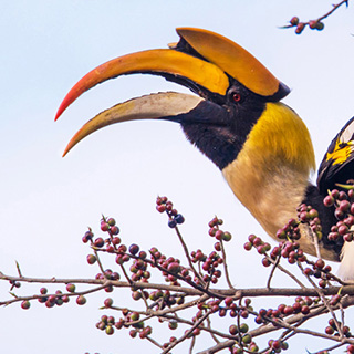 Valparai - Dubbelhoornige neushoornvogel